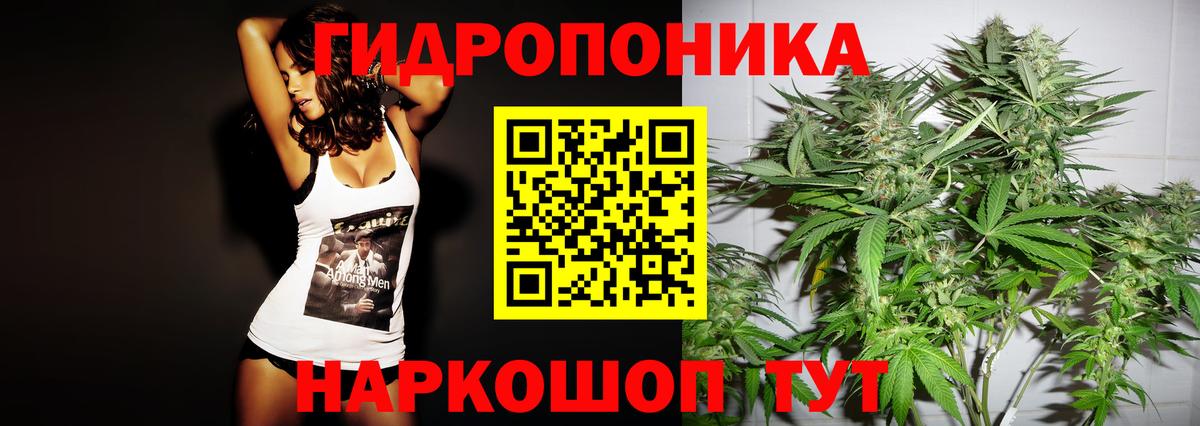 Шишки марихуана план  Выборг  Каннабис OG Kush 